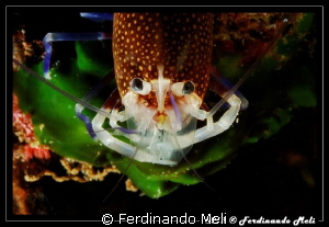 Shrimp by Ferdinando Meli 